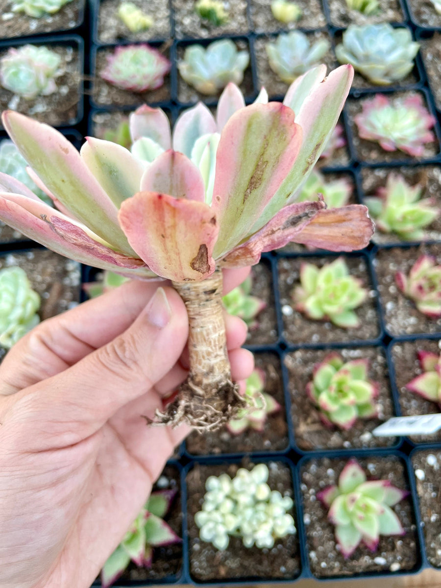 Rare Succulents - Echeveria Hoveyi var Zahni variegated