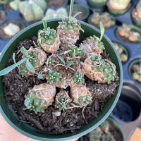Rare Euphorbia - Euphorbia Japonica