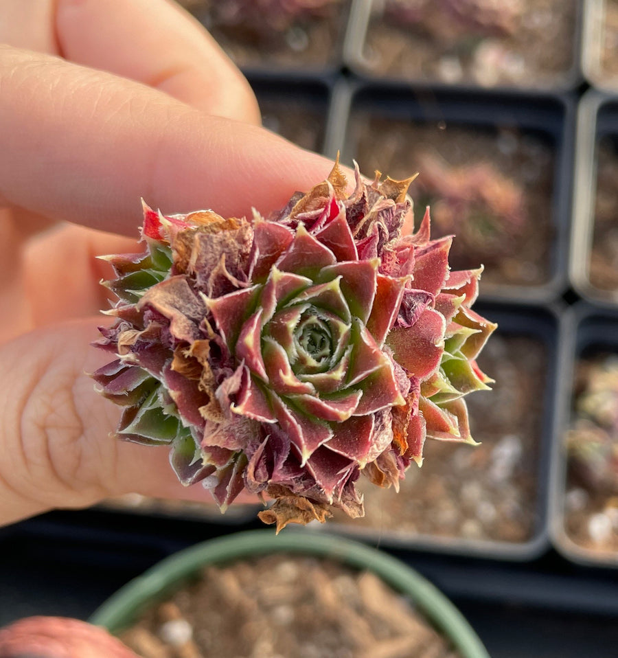 Rare Succulents - Sempervivum spp. Mini (Green in summer)