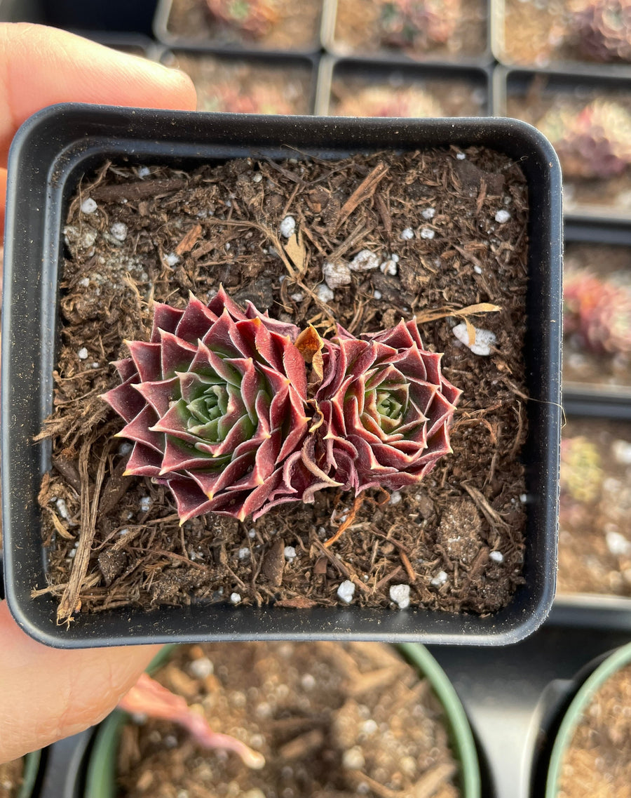 Rare Succulents - Sempervivum spp. Mini (Green in summer)