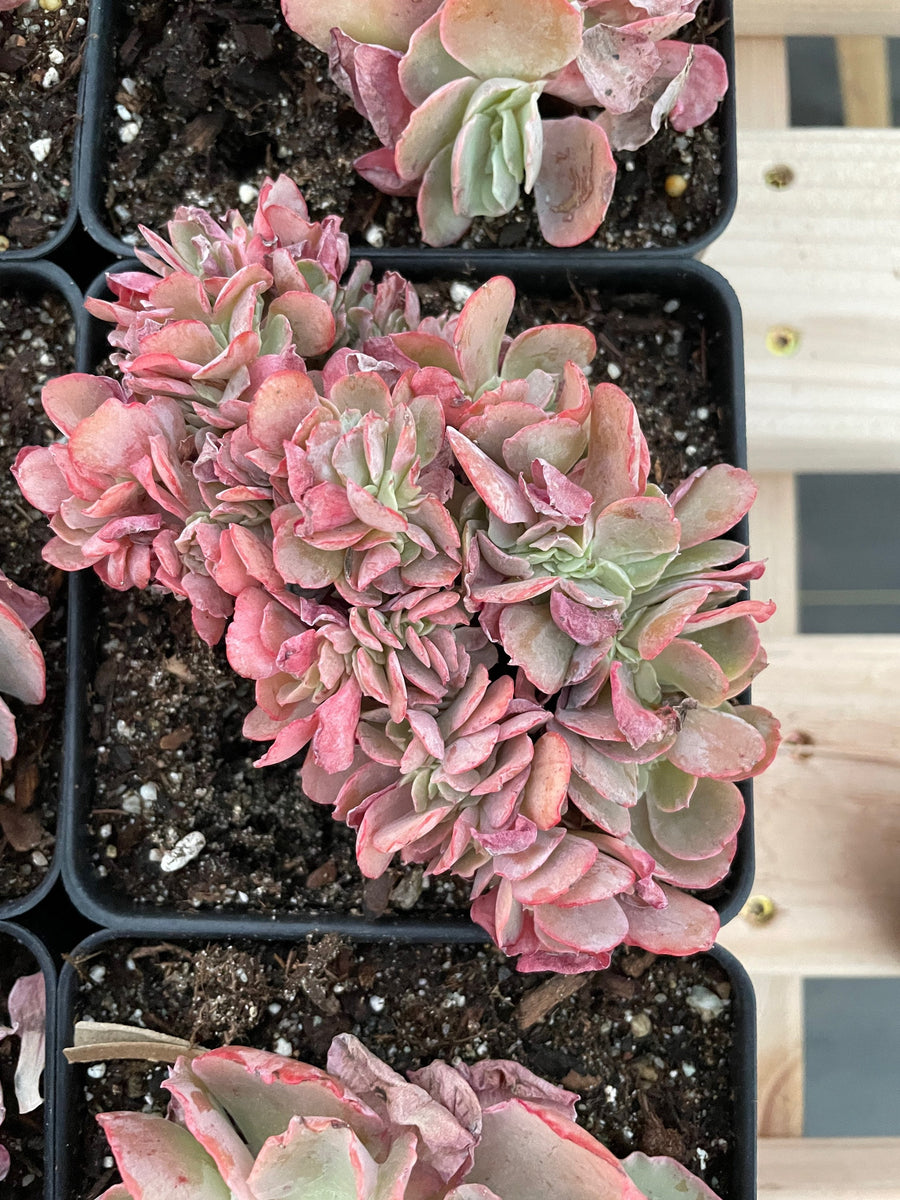 Rare Succulents - Echeveria cv. Takasagono Okina crested