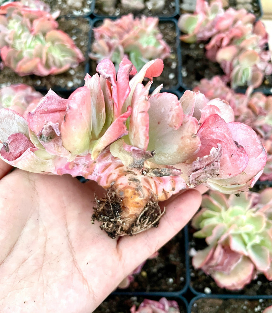 Rare Succulents - Echeveria cv. Takasagono Okina crested