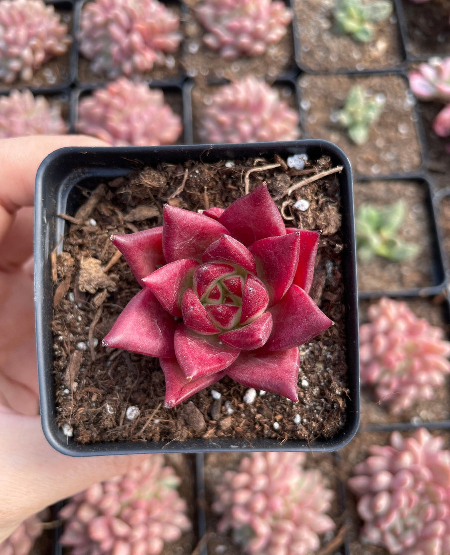 Rare Succulents - Echeveria Agavoides Cayenne