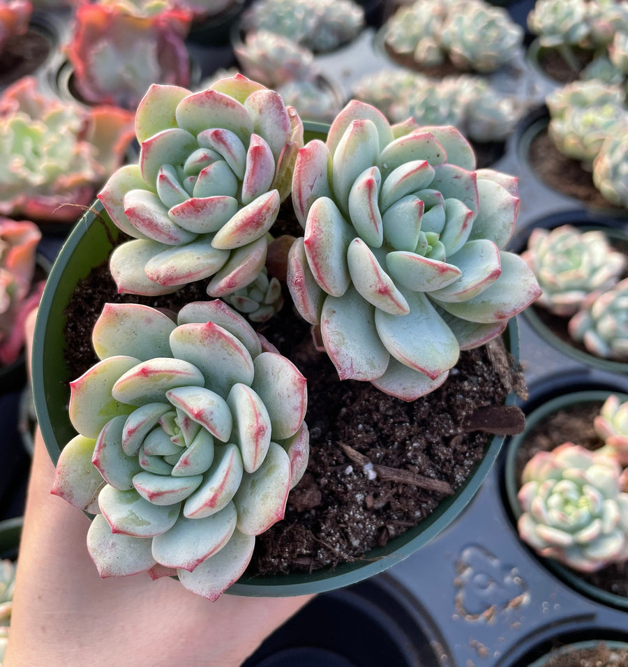 Rare Succulents - Sedeveria Pudgy large cluster