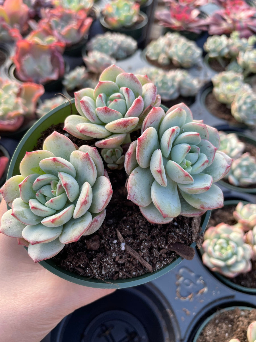 Rare Succulents - Sedeveria Pudgy large cluster