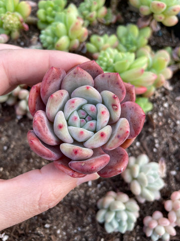 Rare Succulents - Echeveria Ariel 2.5” pot