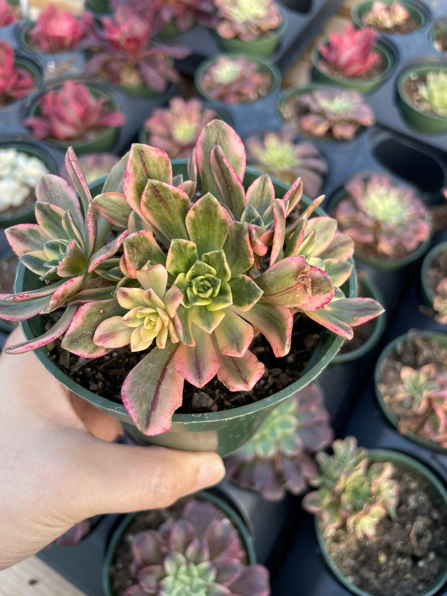 Rare Succulents - Aeonium Sweet Tea/Green Tea Variegated cluster