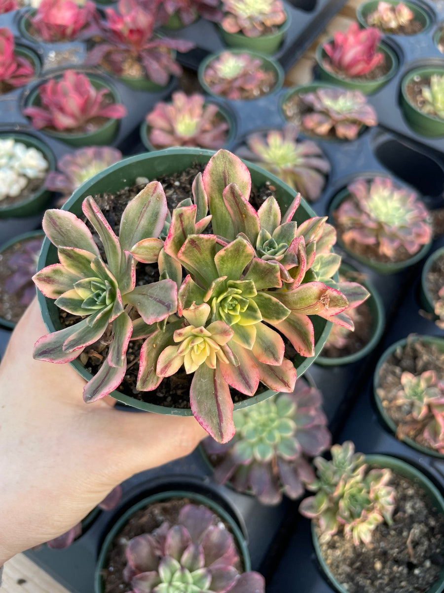 Rare Succulents - Aeonium Sweet Tea/Green Tea Variegated cluster