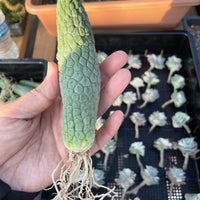 Rare Cactus - Larryleachia Cactiformis