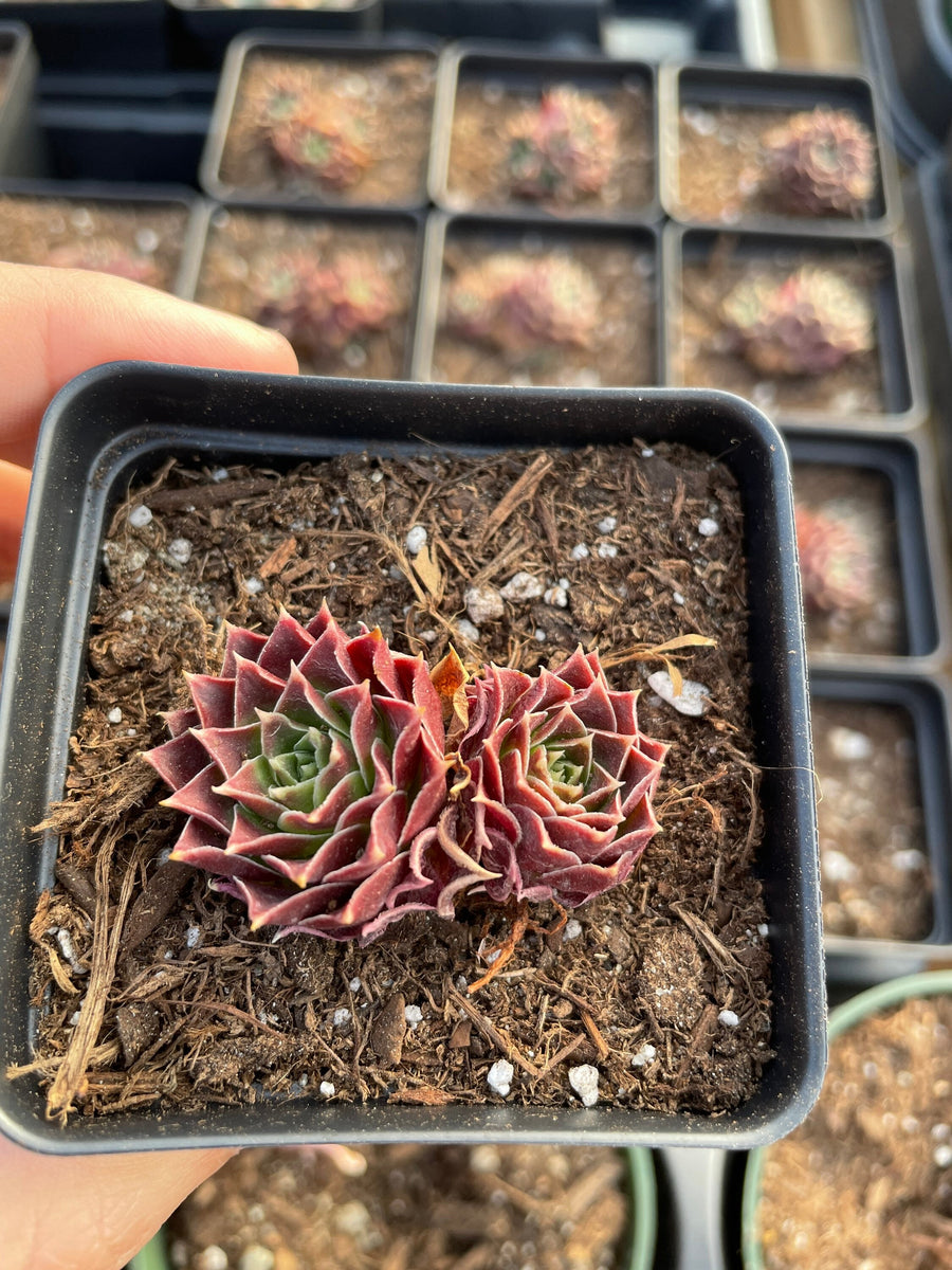 Rare Succulents - Sempervivum spp. Mini (Green in summer)