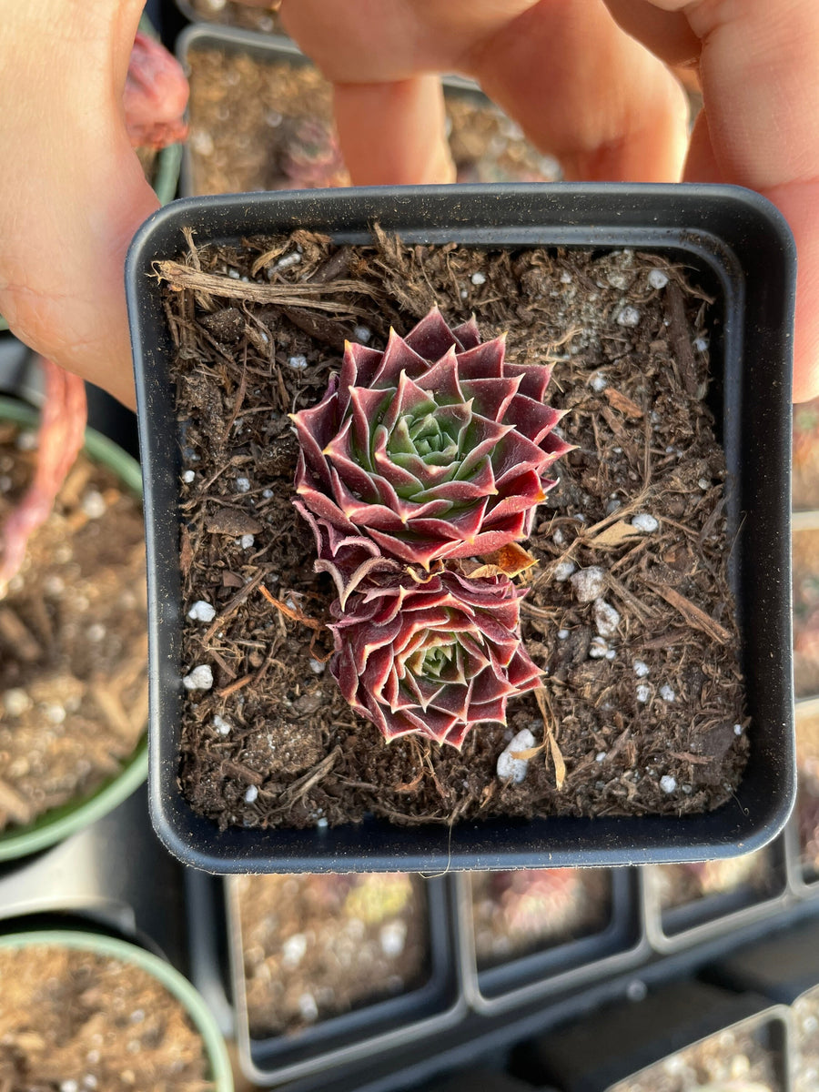 Rare Succulents - Sempervivum spp. Mini (Green in summer)