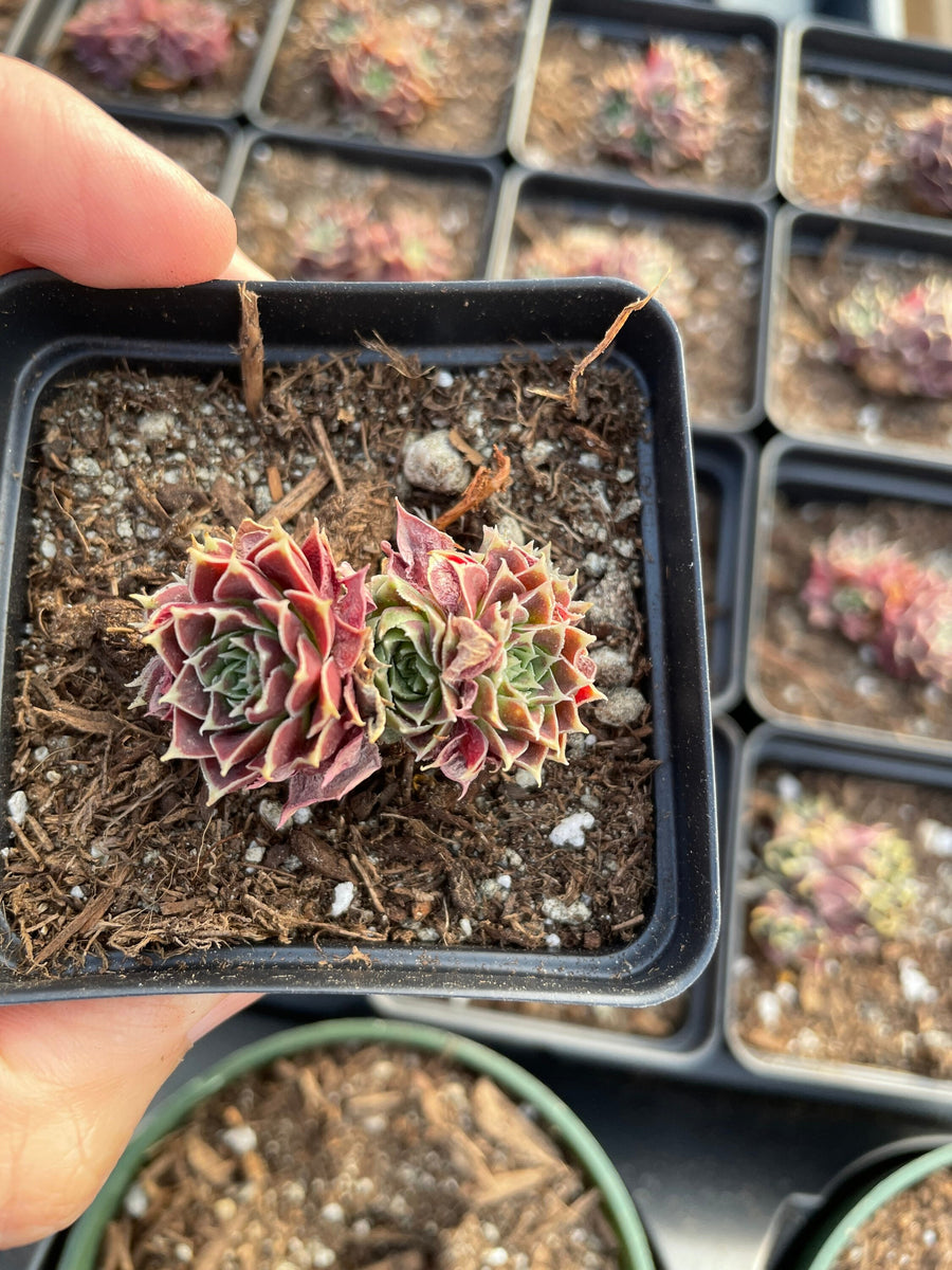 Rare Succulents - Sempervivum spp. Mini (Green in summer)