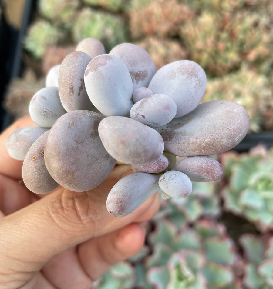 Rare Succulents - Pachyphytum Cheese double heads