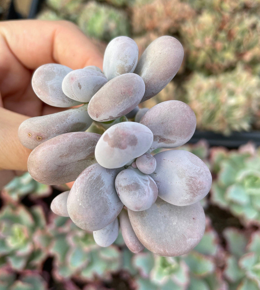 Rare Succulents - Pachyphytum Cheese double heads