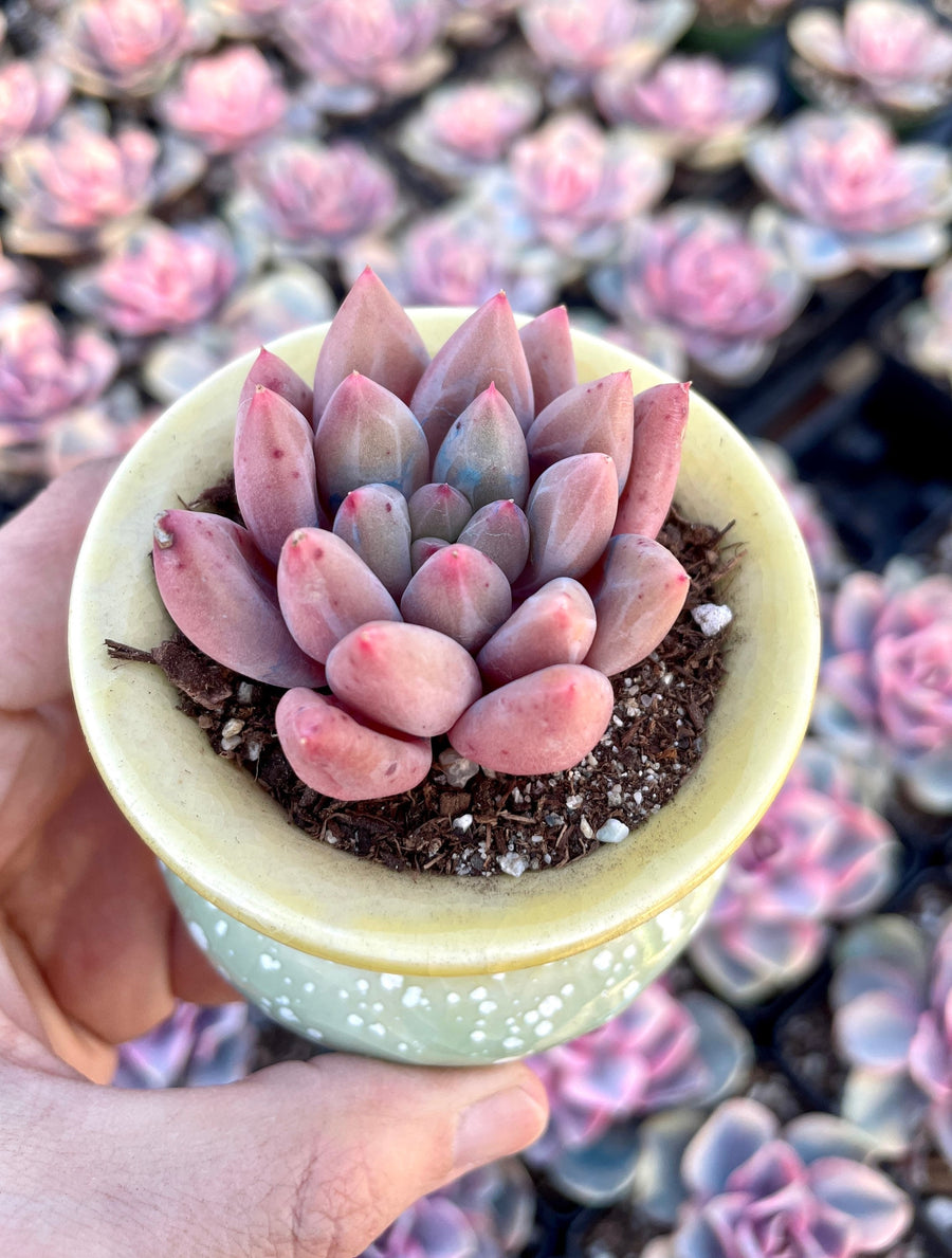 Rare Succulents - Pachyphytum Machucae hybrid 'Baby Finger'