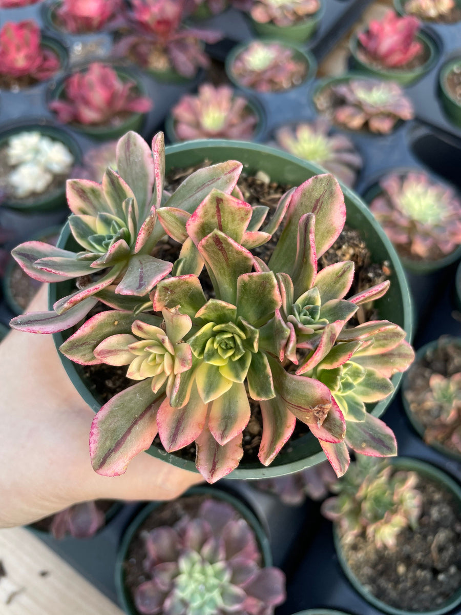 Rare Succulents - Aeonium Sweet Tea/Green Tea Variegated cluster