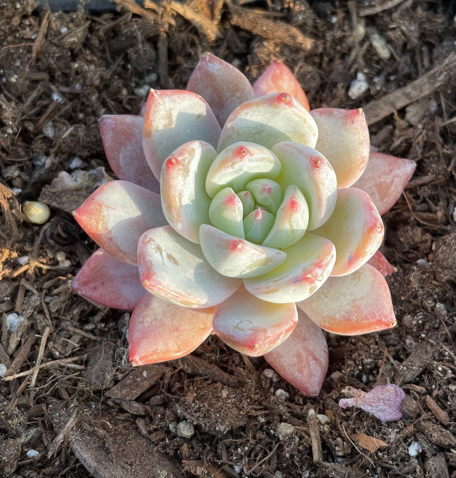 Rare Succulents - Echeveria Pink blue bird small