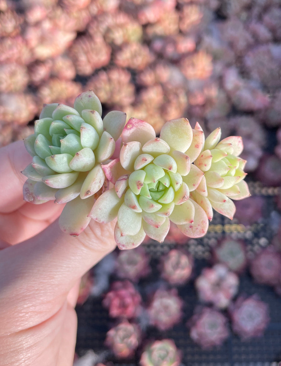 Rare Succulents - Echeveria Macadamia small cluster (1.5”-2”)