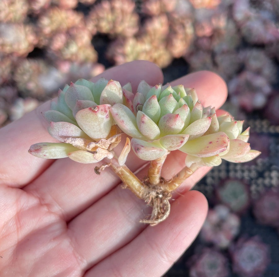 Rare Succulents - Echeveria Macadamia small cluster (1.5”-2”)