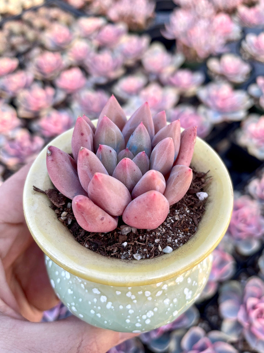 Rare Succulents - Pachyphytum Machucae hybrid 'Baby Finger'