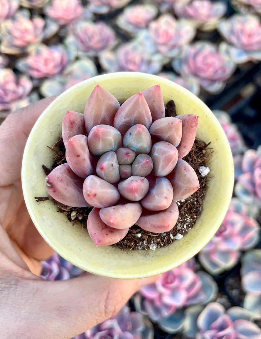 Rare Succulents - Pachyphytum Machucae hybrid 'Baby Finger'