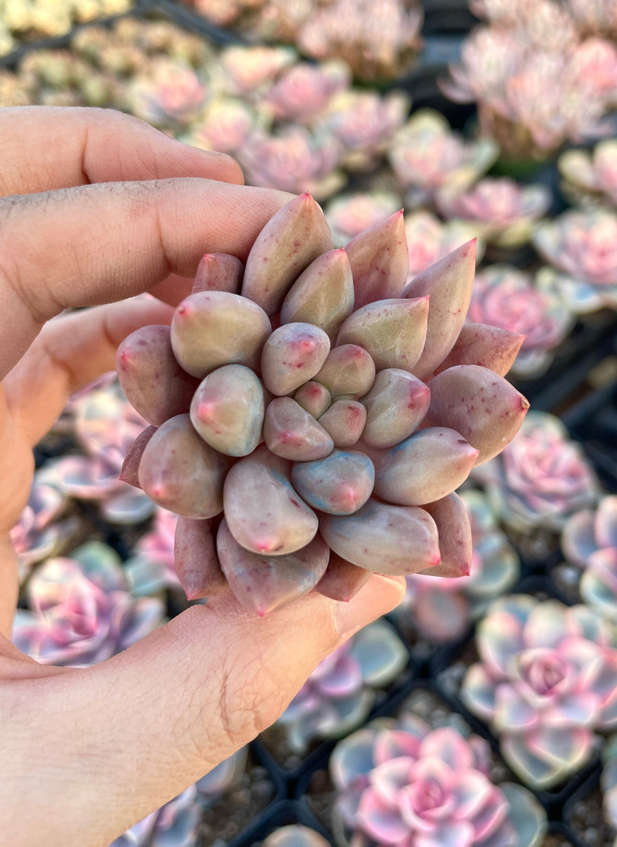 Rare Succulents - Pachyphytum Machucae hybrid 'Baby Finger'