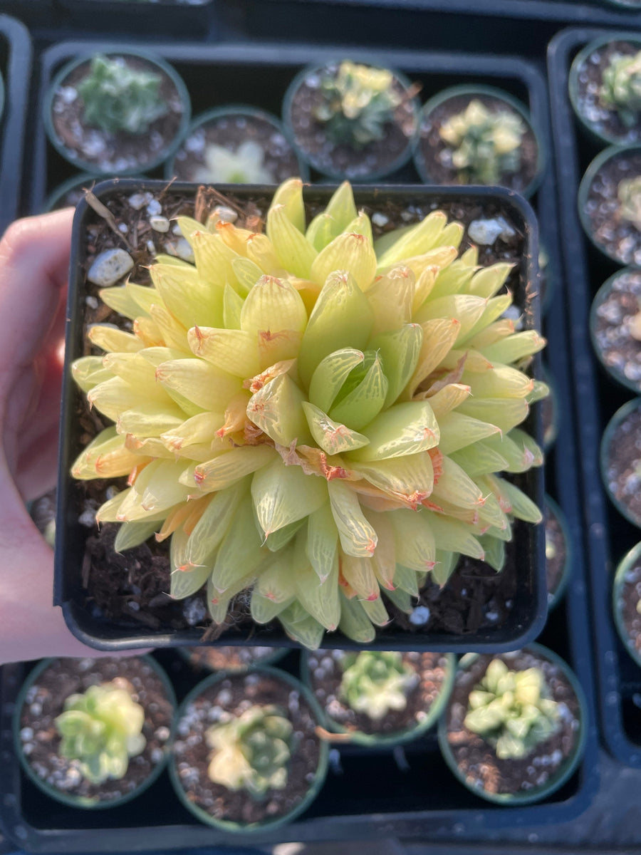 Rare Succulents - Haworthia golden obtusa large cluster