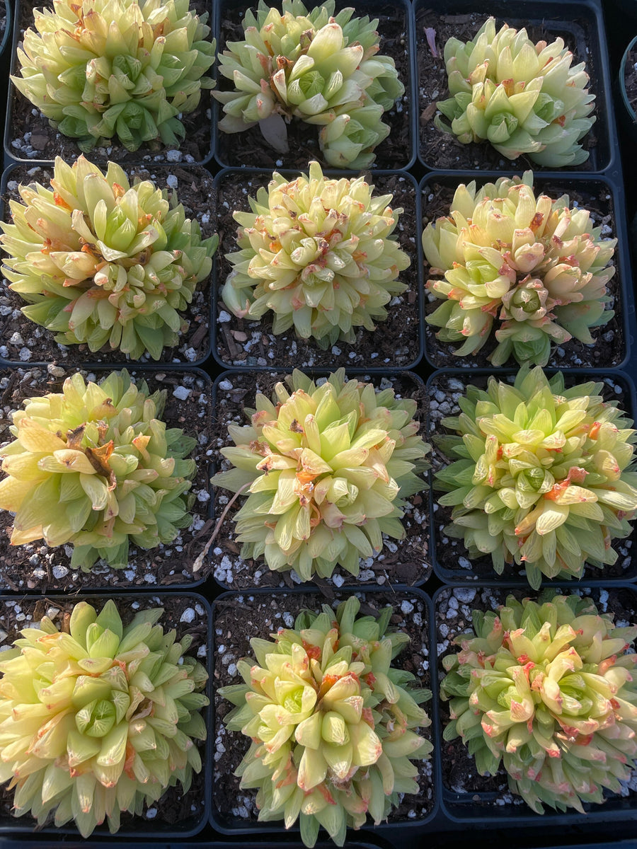 Rare Succulents - Haworthia golden obtusa large cluster