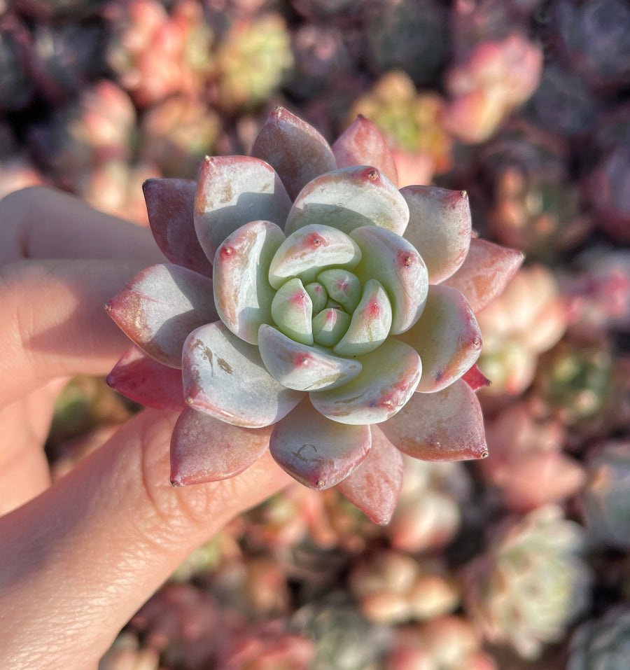 Rare Succulents - Echeveria Pink blue bird small