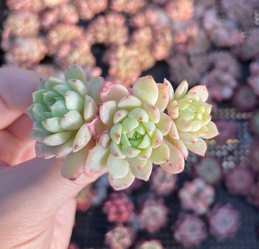 Rare Succulents - Echeveria Macadamia small cluster (1.5”-2”)