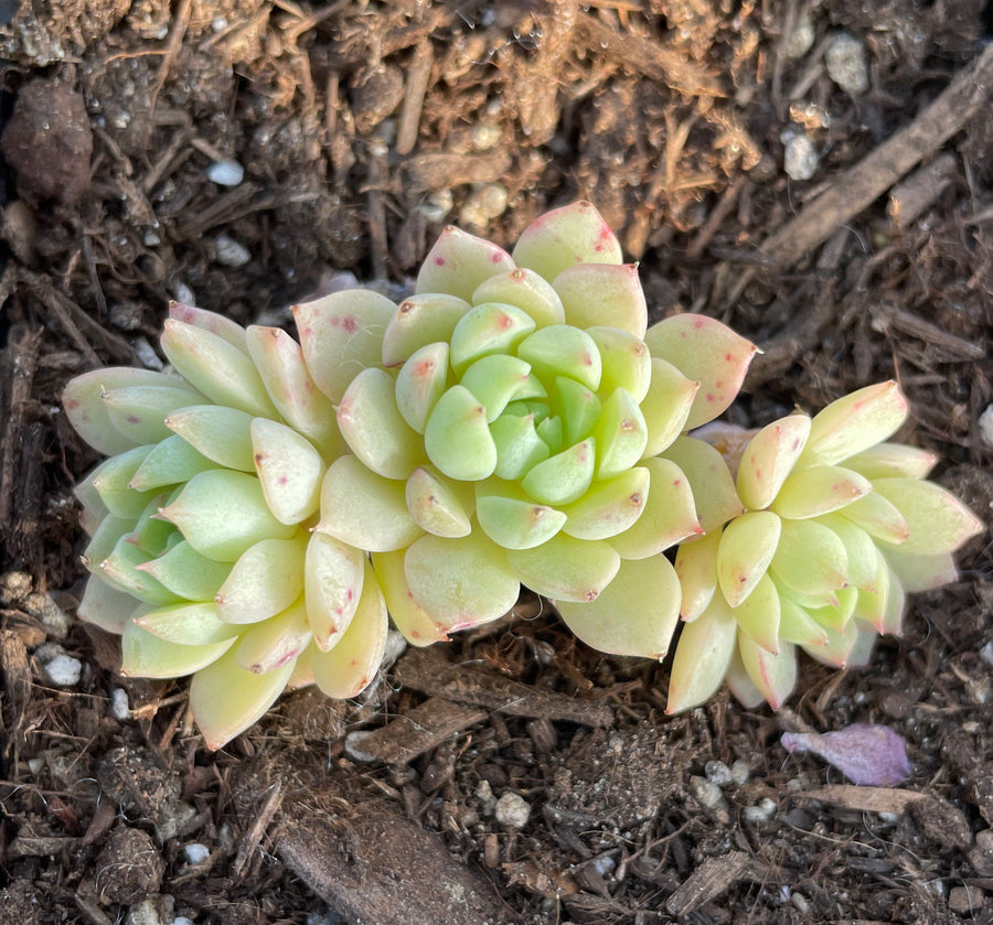 Rare Succulents - Echeveria Macadamia small cluster (1.5”-2”)