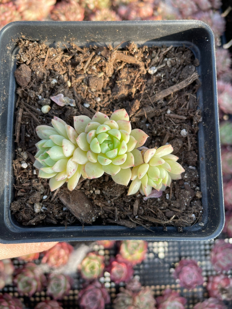 Rare Succulents - Echeveria Macadamia small cluster (1.5”-2”)