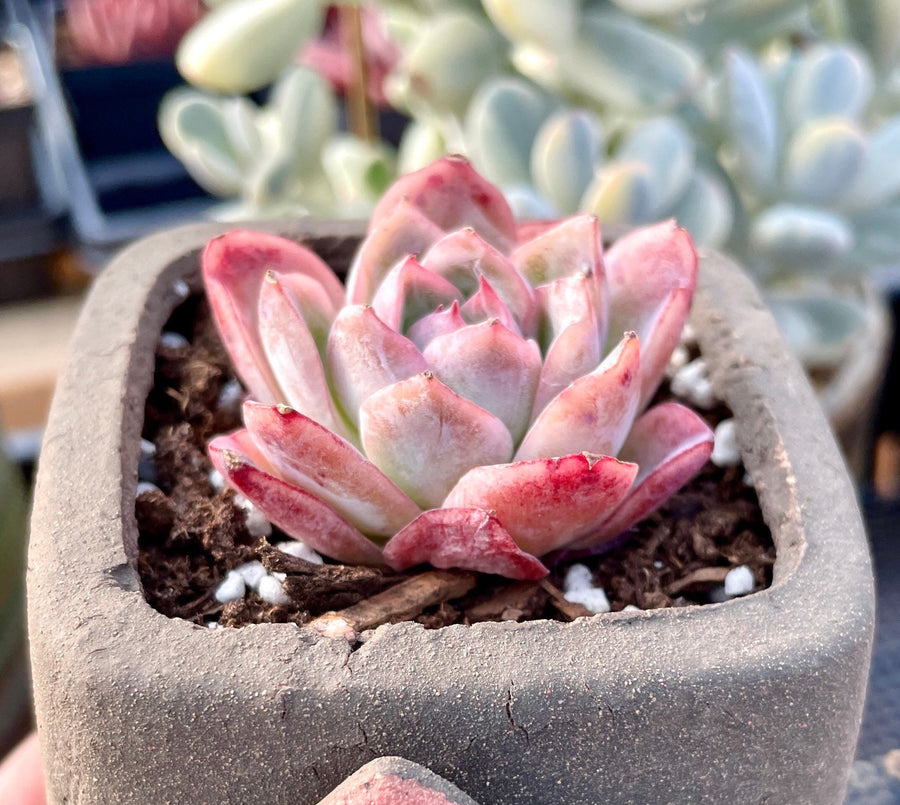 Rare Succulents - Echeveria falling cherry (1.5