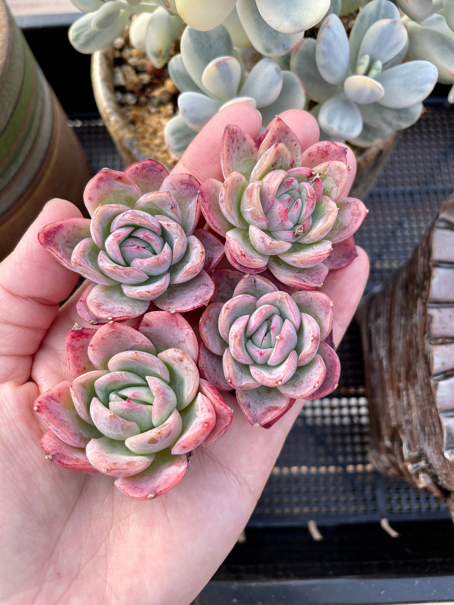 Rare Succulents - Echeveria falling cherry (1.5