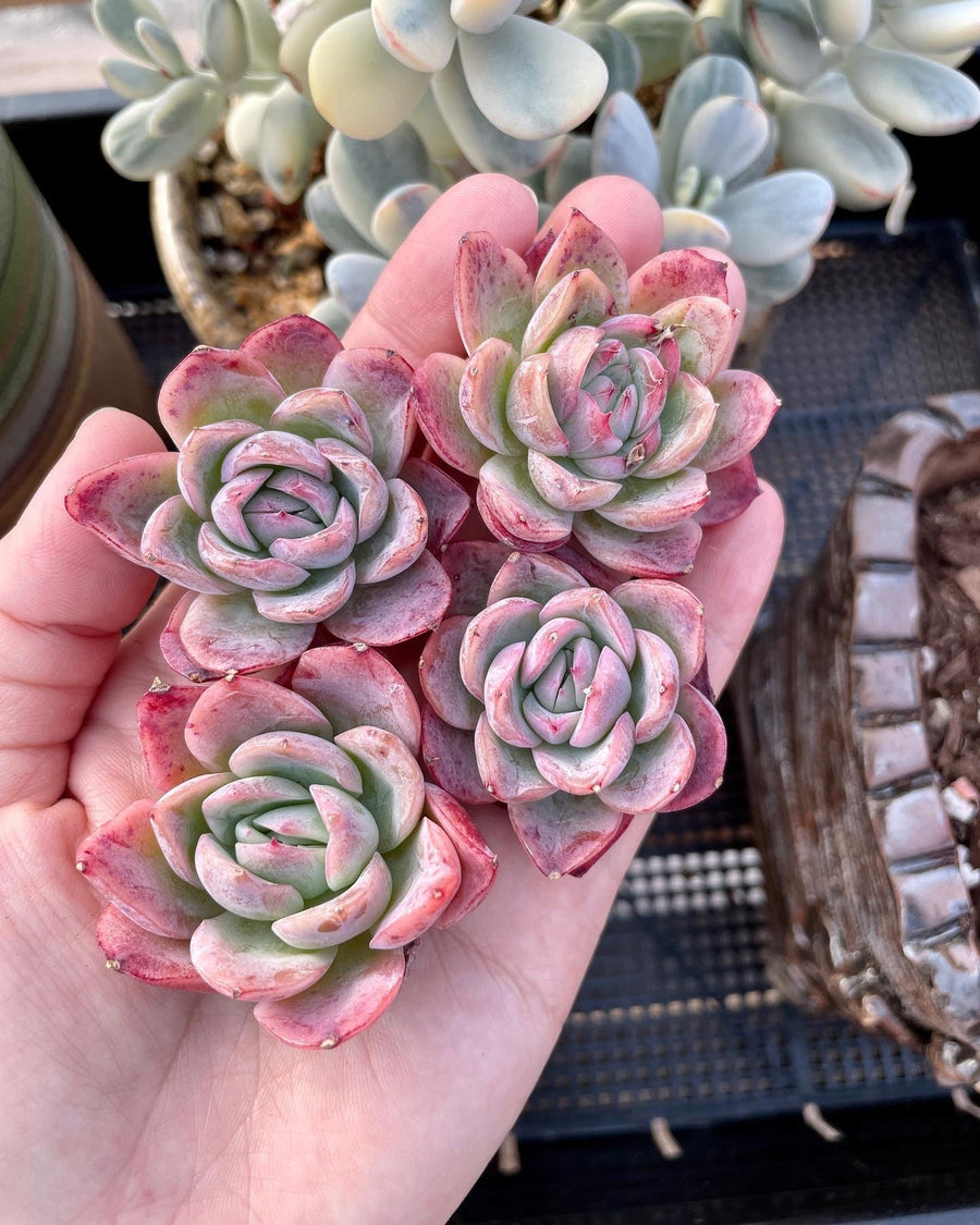 Rare Succulents - Echeveria falling cherry (1.5