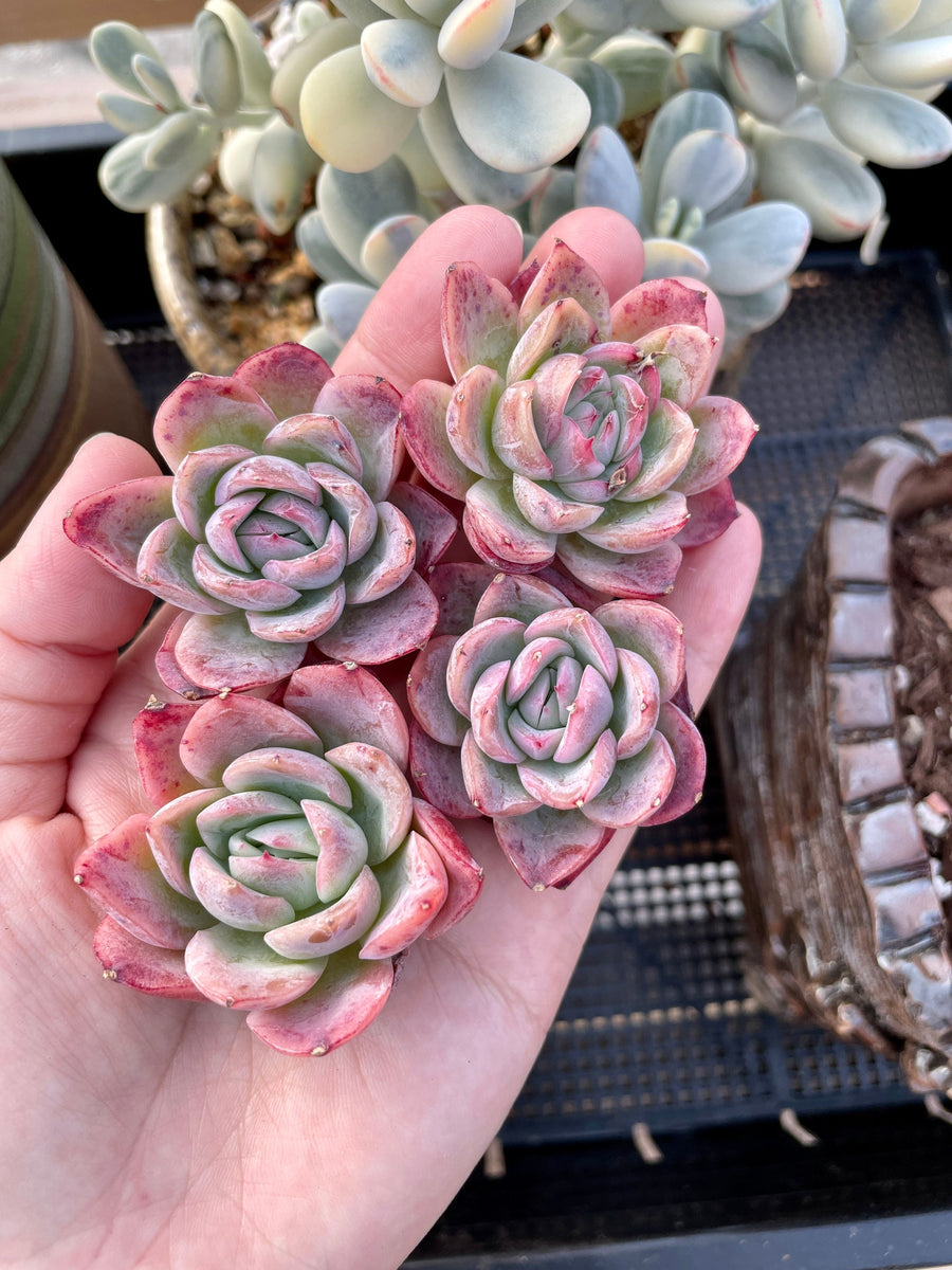 Rare Succulents - Echeveria falling cherry (1.5