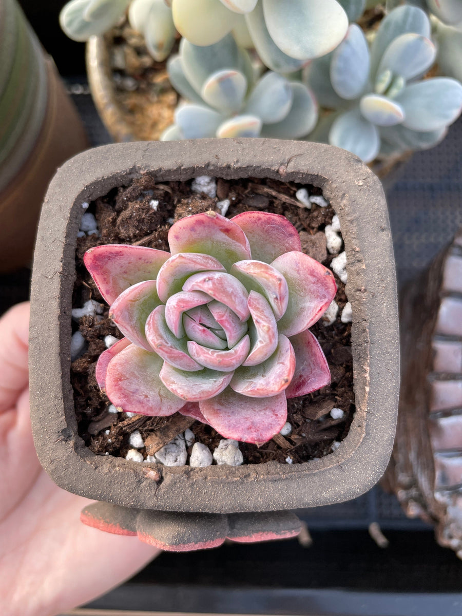 Rare Succulents - Echeveria falling cherry (1.5