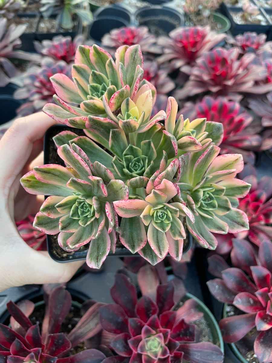 Rare Succulents - Aeonium Sweet Tea/Green Tea Variegated cluster