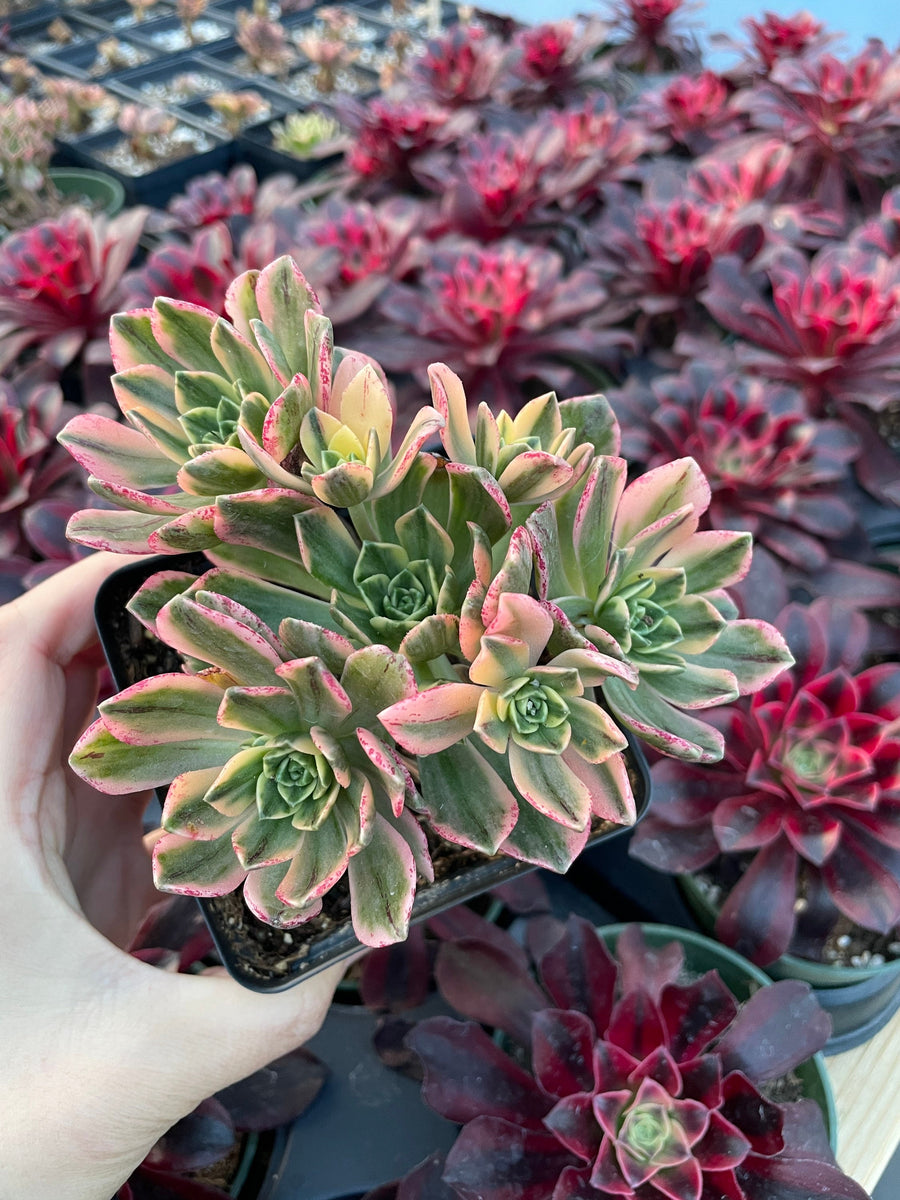 Rare Succulents - Aeonium Sweet Tea/Green Tea Variegated cluster