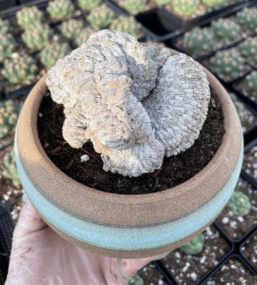 Rare Cactus - Astrophytum myriostigma onzuka crested