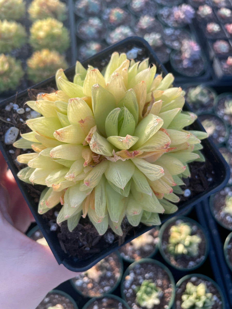 Rare Succulents - Haworthia golden obtusa large cluster