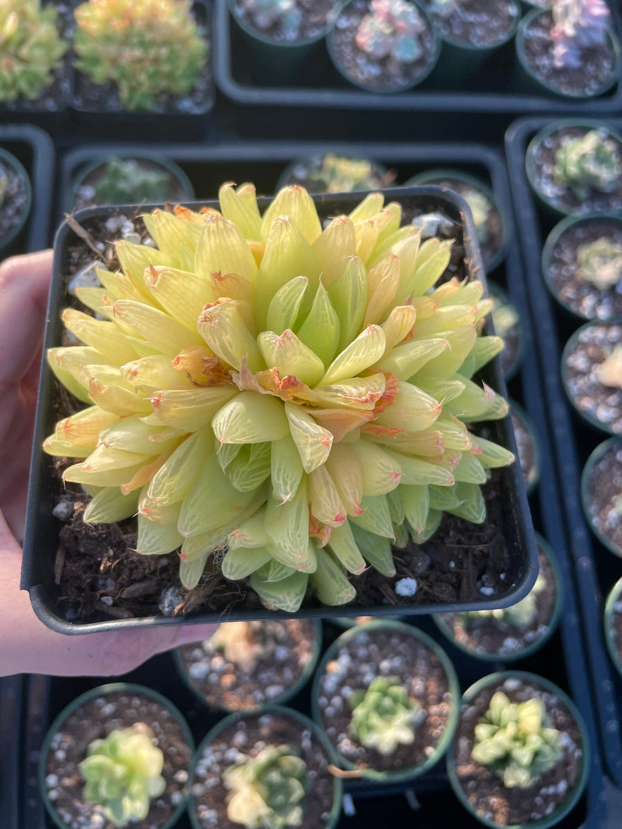 Rare Succulents - Haworthia golden obtusa large cluster