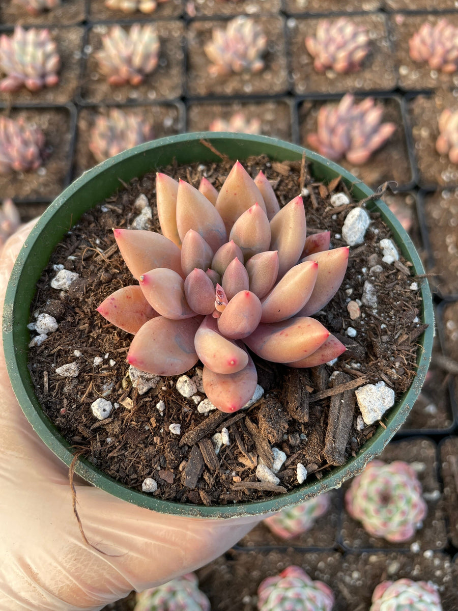 Rare Succulents - Pachyphytum Machucae hybrid 'Baby Finger'