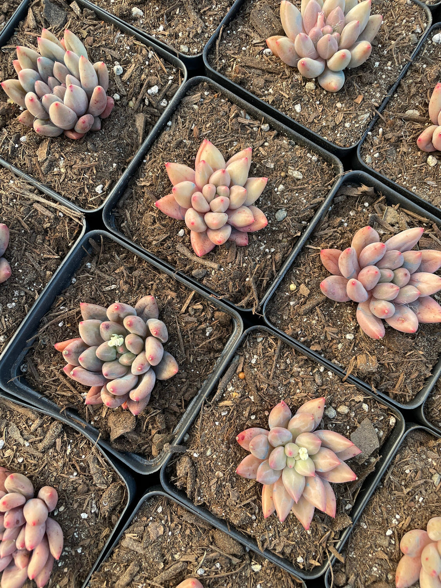 Rare Succulents - Pachyphytum Machucae hybrid 'Baby Finger'