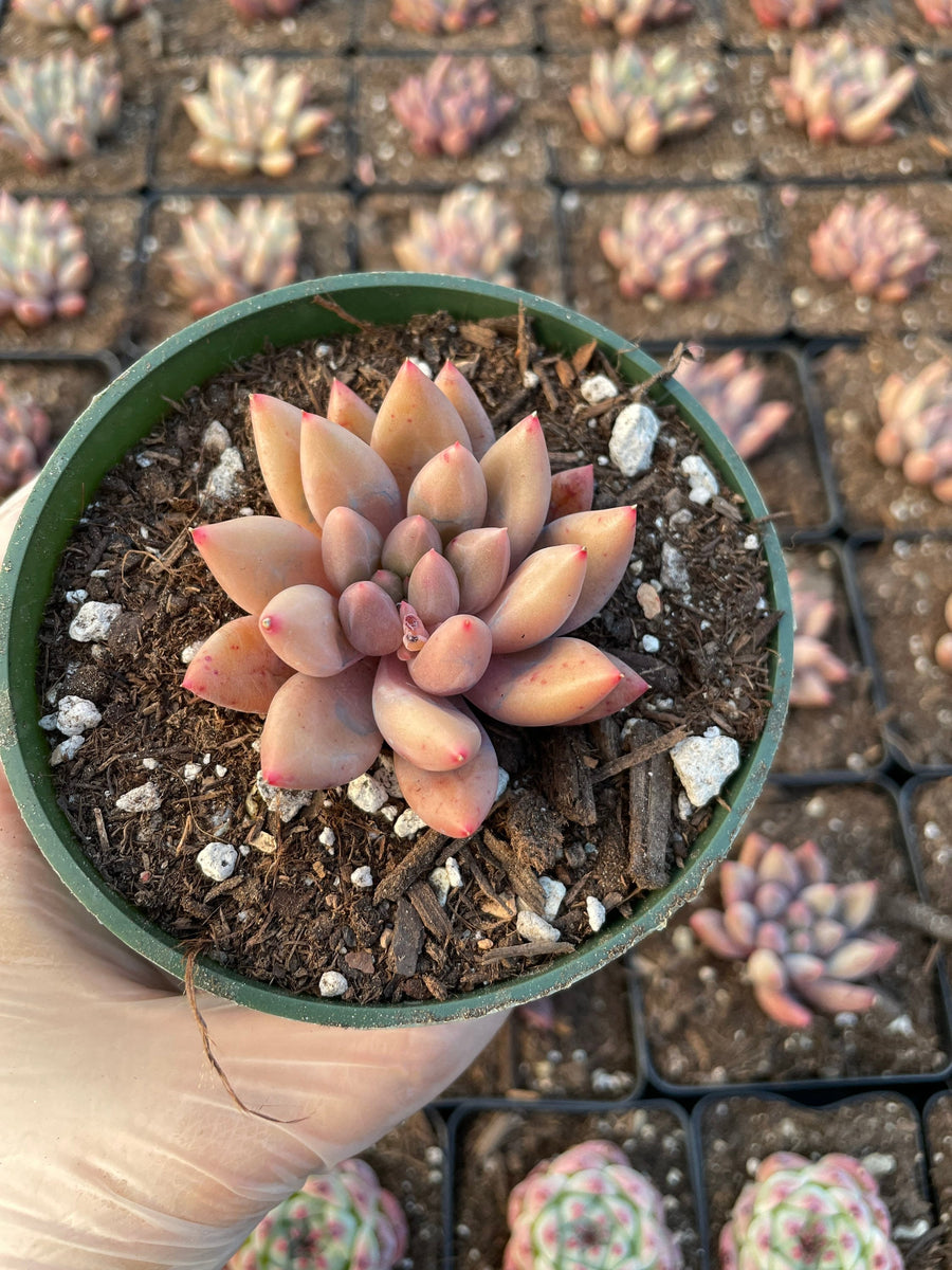 Rare Succulents - Pachyphytum Machucae hybrid 'Baby Finger'