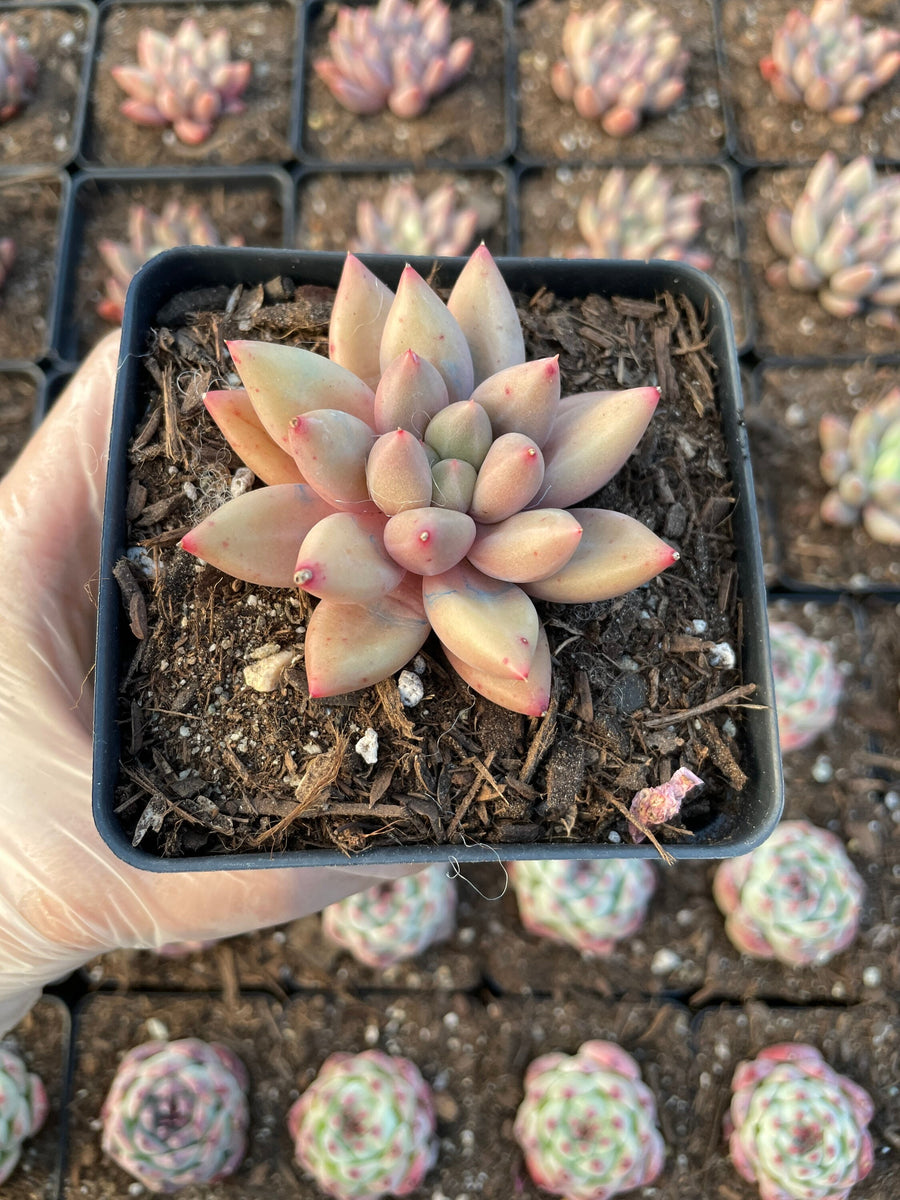 Rare Succulents - Pachyphytum Machucae hybrid 'Baby Finger'