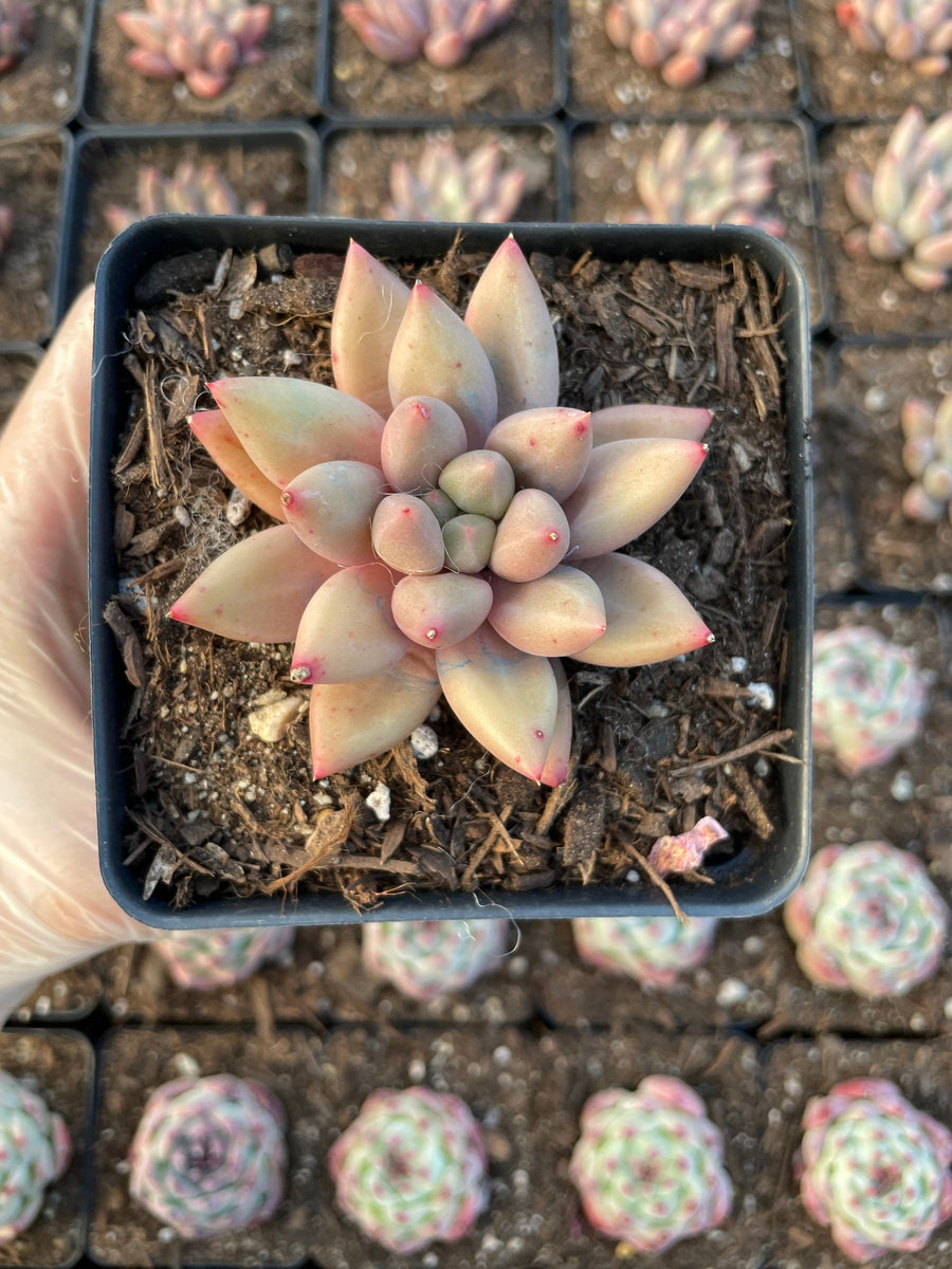 Rare Succulents - Pachyphytum Machucae hybrid 'Baby Finger'