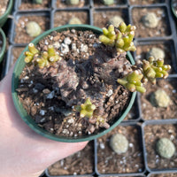 Rare Succulents - Othonna herrei cluster