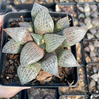 Rare Succulents - Haworthia Emelyae var. Comptoniana crystal (3.5")