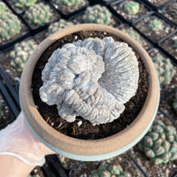 Rare Cactus - Astrophytum myriostigma onzuka crested
